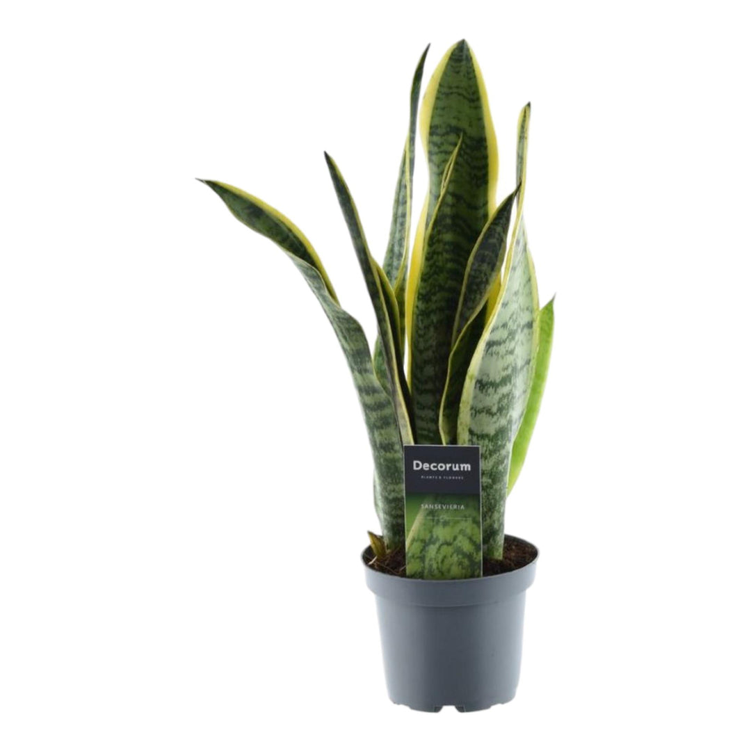 Green Sansevieria Snake Plant in a modern pot, ideal for low light indoor spaces, by Everspring.