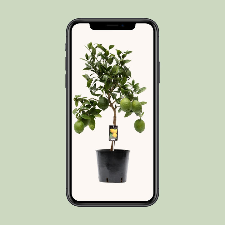 Citrus Lemon Tree 80cm - Indoor Plant Ø22cm Pot - Easy Care