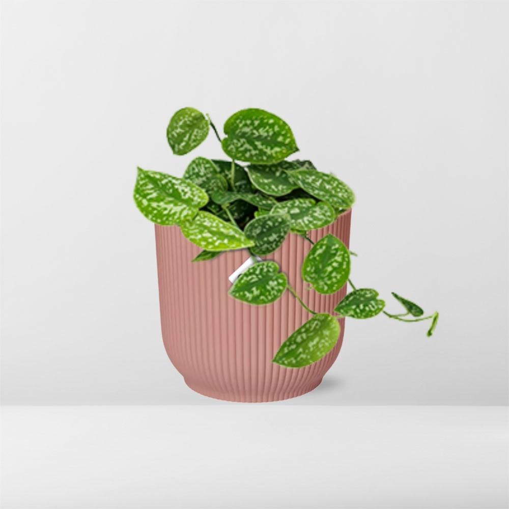 Satin Pothos Argyraeus (Scindapsus pictus 'Argyraeus') in a pink ELHO Vibes pot, view 6