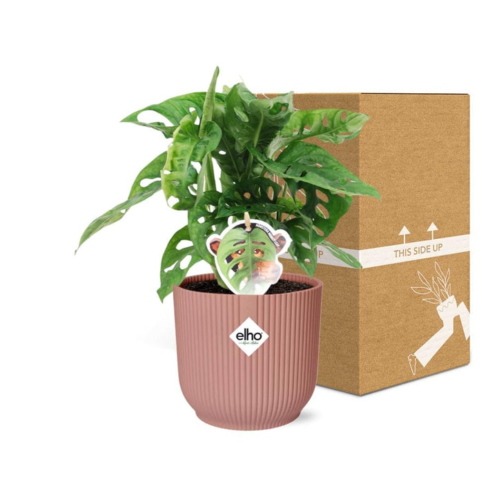 Monstera Monkey Leaf (Monstera adansonii) in a pink ELHO Vibes pot, view 5