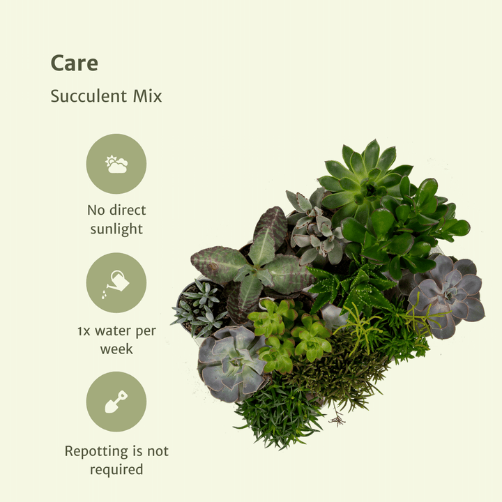 Succulent Mix: Assorted Easy-Care Succulents – Bright Light & Drought Tolerant!