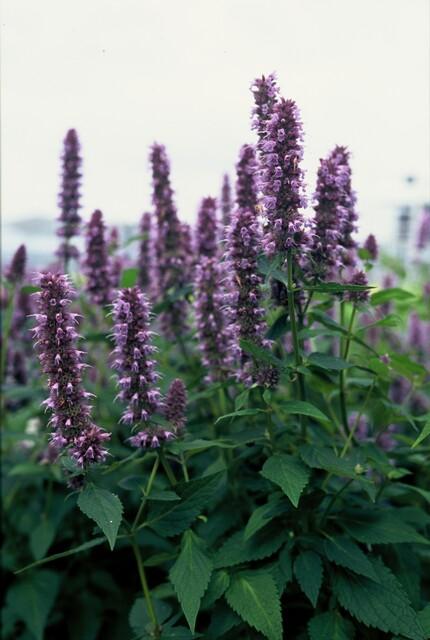 24x Agastache Blue Fortune Planten - Lavendelblauwe Perennial - Ø9cm Potten