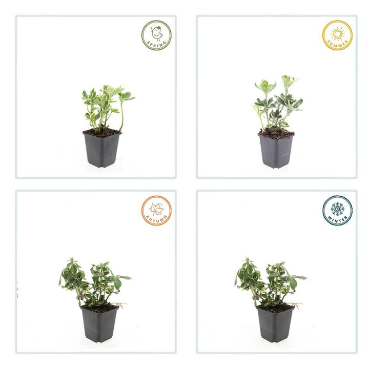 6x Pachysandra term. 'Variegata' - ↕10-25cm - Ø9cm