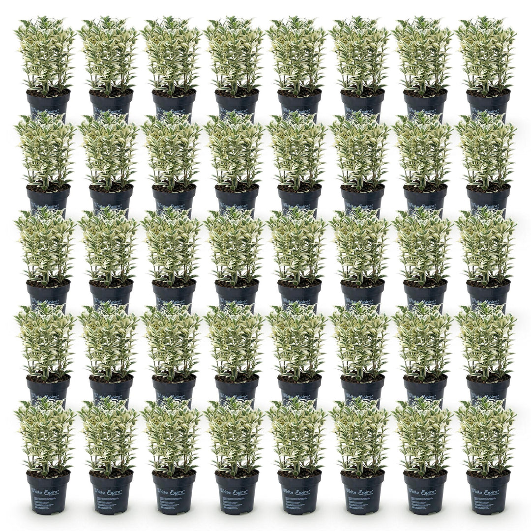 40x Euonymus japonicus White Spire - Spindle Tree - Hedge Plants - Evergreen - White - Green - Pot 9cm - Height 20-30cm