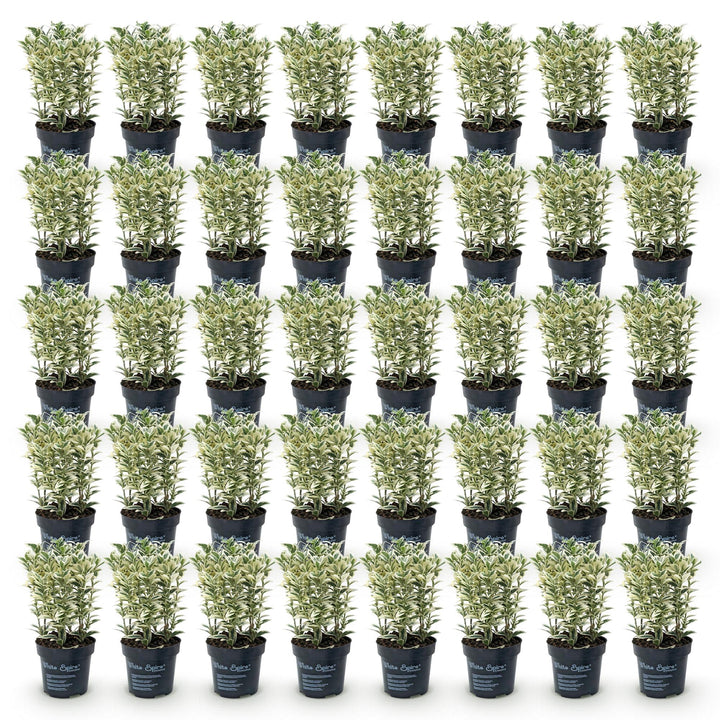40x Euonymus japonicus White Spire - Spindle Tree - Hedge Plants - Evergreen - White - Green - Pot 9cm - Height 20-30cm