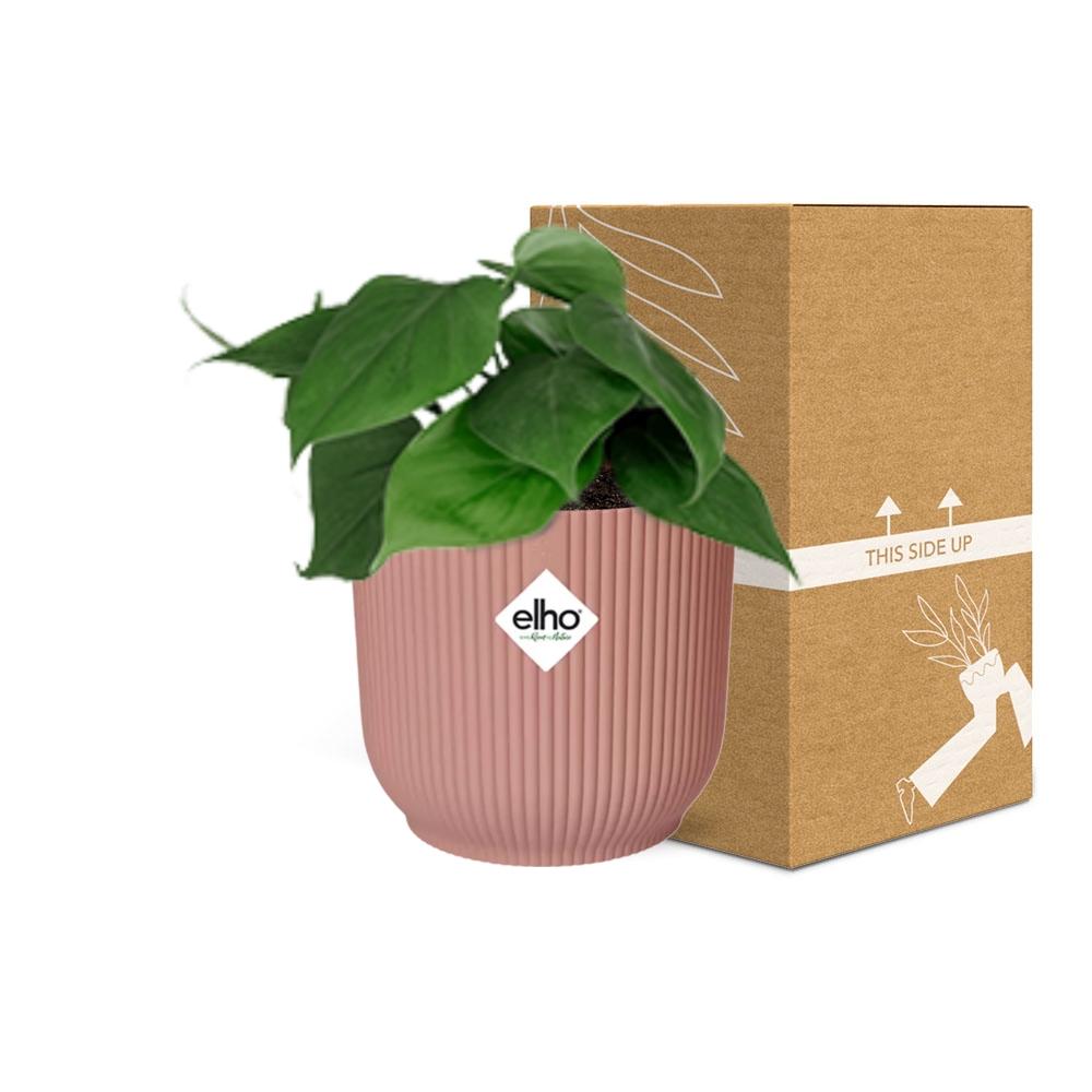 Philodendron Scandens Plant - Heart-Shaped Leaves Air Purifier