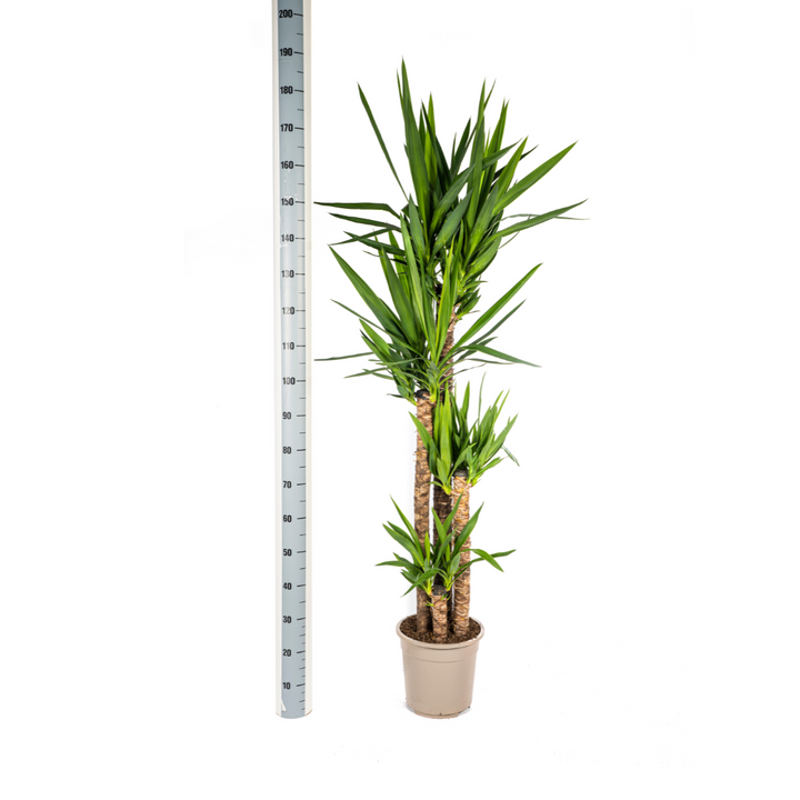 Yucca Elephantipes 150-170cm | Woody Stem Indoor Plant Ø27cm