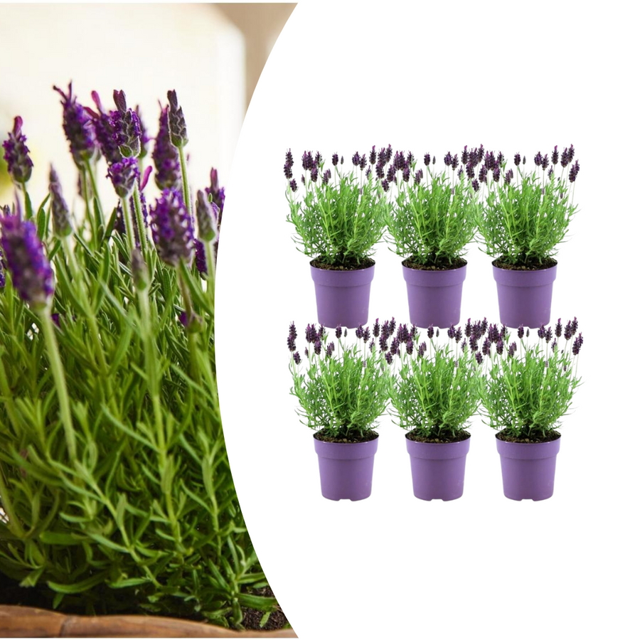 Set of 6 purple Lavandula stoechas Anouk® plants in 12 cm pots by Everspring