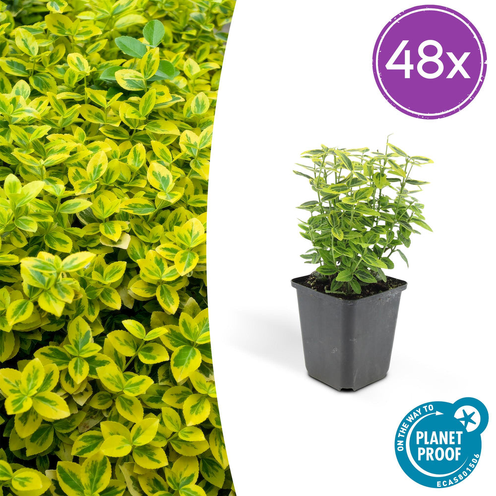 Euonymus Emerald 'n Gold with yellow-green variegated oval leaves in black square pot, 10-25cm tall, shown as single…