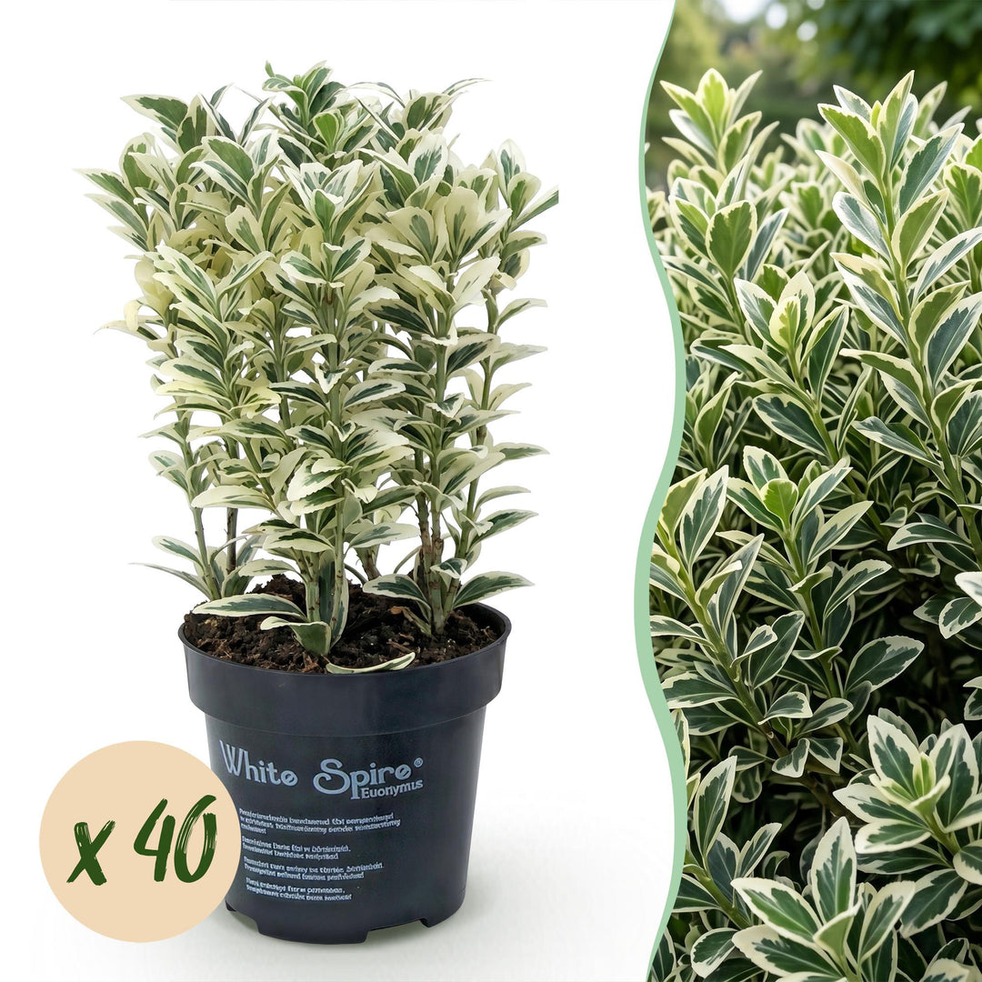 40x Euonymus japonicus White Spire - Spindle Tree - Hedge Plants - Evergreen - White - Green - Pot 9cm - Height 20-30cm