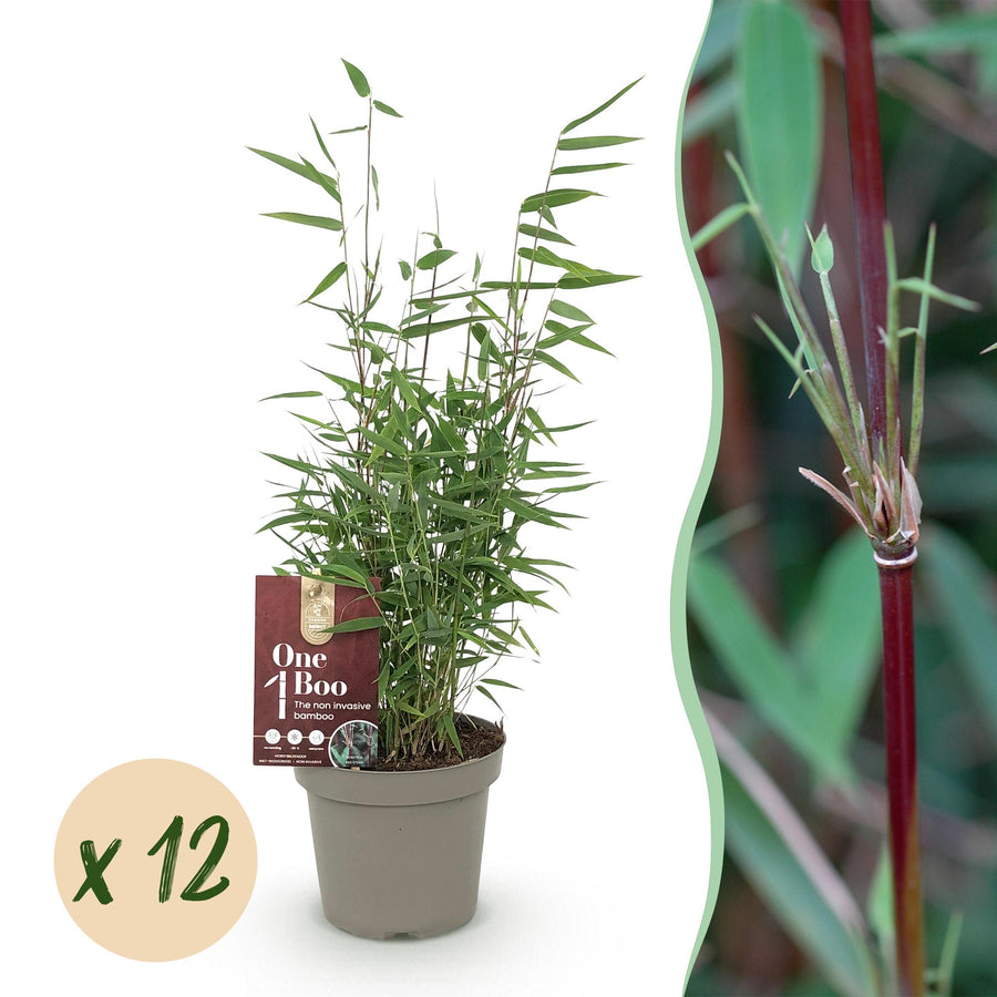 Fargesia Red Dragon bamboo plants, pack of 12