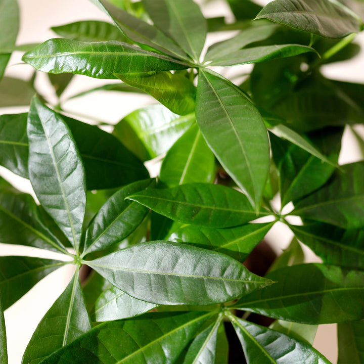 Braided Money Tree (Pachira aquatica), detail view 4