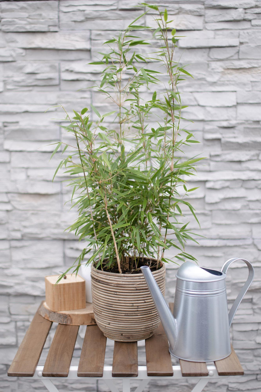 Fargesia rufa 80cm — Clumping Bamboo in 29cm pot
