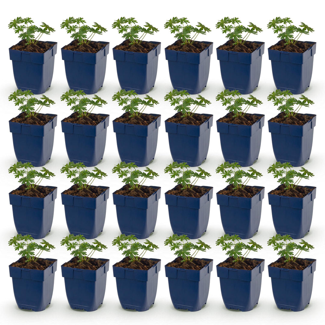 24 Geranium sanguineum 'Album' white cranesbill plants in 11cm pots