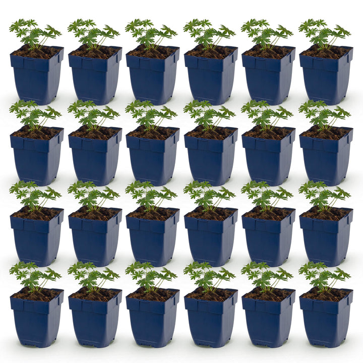 24 Geranium sanguineum 'Album' white cranesbill plants in 11cm pots