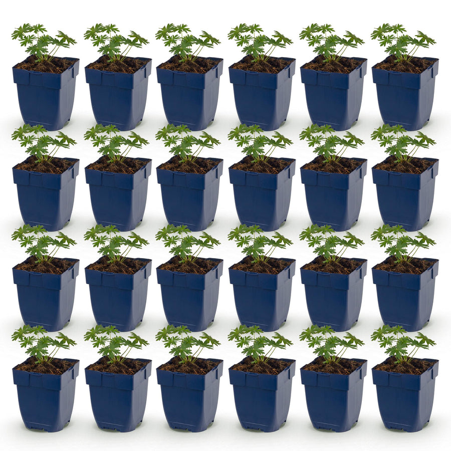 24 Geranium sanguineum 'Album' white cranesbill plants in 11cm pots
