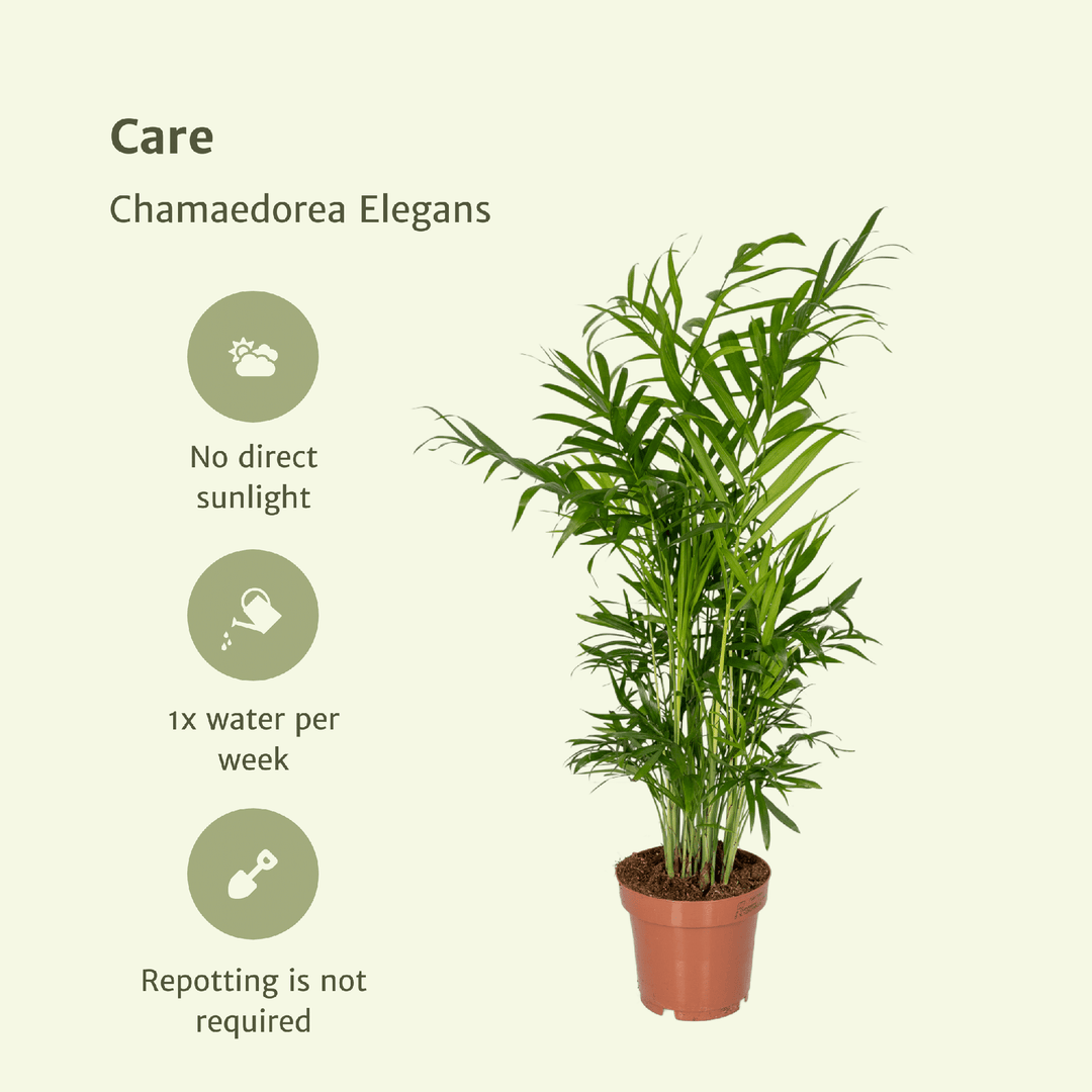 Chamaedorea Elegans Mexican Dwarf Palm - Indoor Plant 40cm