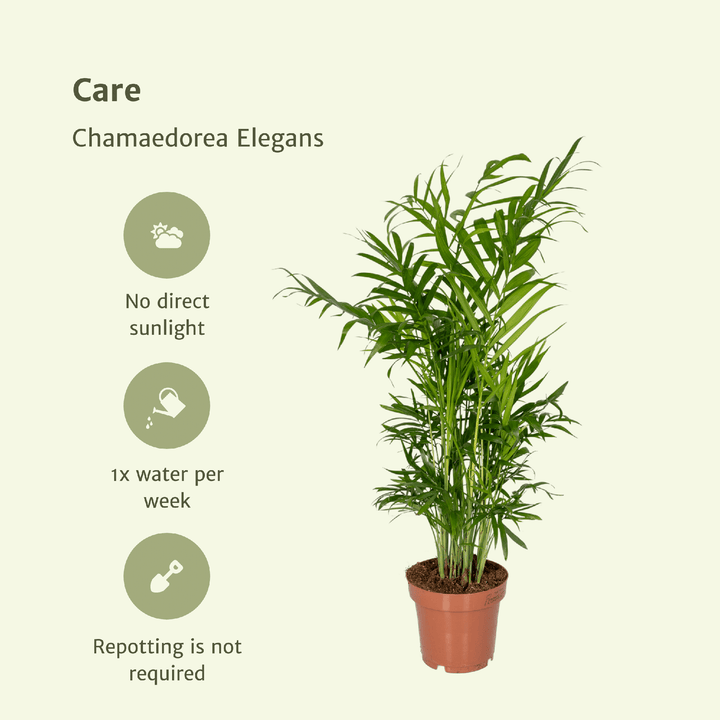 Chamaedorea Elegans Mexican Dwarf Palm - Indoor Plant 40cm