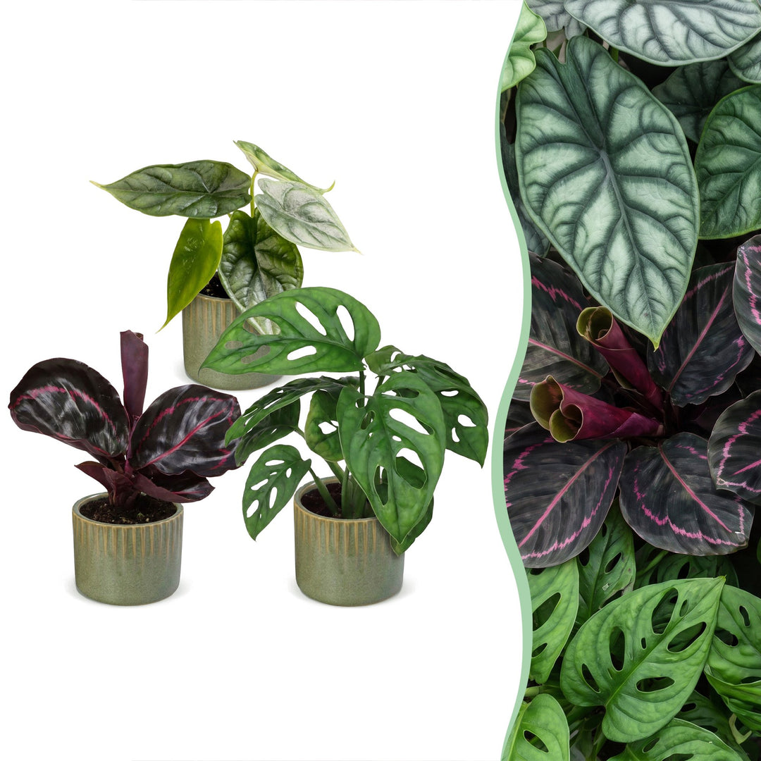 Baby Jungle Mix tropical houseplants, pack of 3