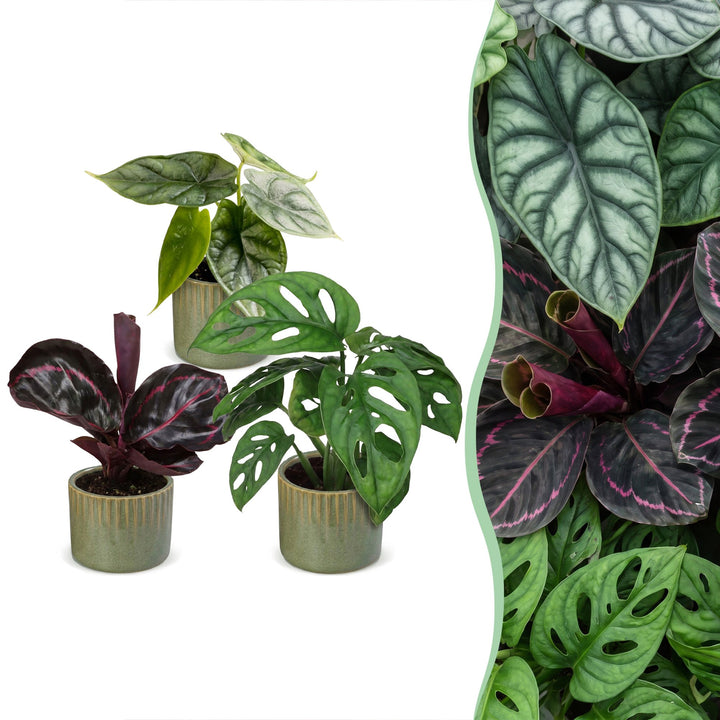 Baby Jungle Mix tropical houseplants, pack of 3