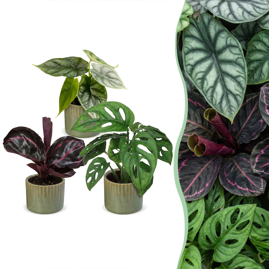 Baby Jungle Mix tropical houseplants, pack of 3