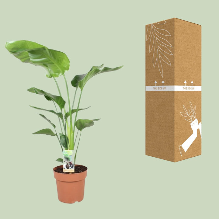Strelitzia (Bird of Paradise Flower): Your Exotic Indoor Masterpiece!