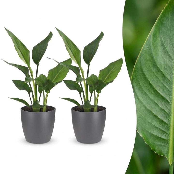 Strelitzia Reginea - Bird of Paradise - 2 Plants - with Potter Grijs - Pot 12cm - Height - 35cm