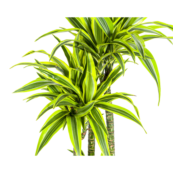 Dracaena Lemon Lime - Variegated Indoor Plant 170-190cm Tall