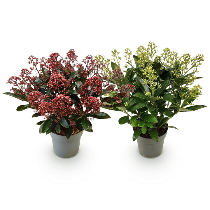Duo of 2 Skimmia japonica 'Rubella' and 'Finchy' plants in 15cm pots, 30cm tall - view 2