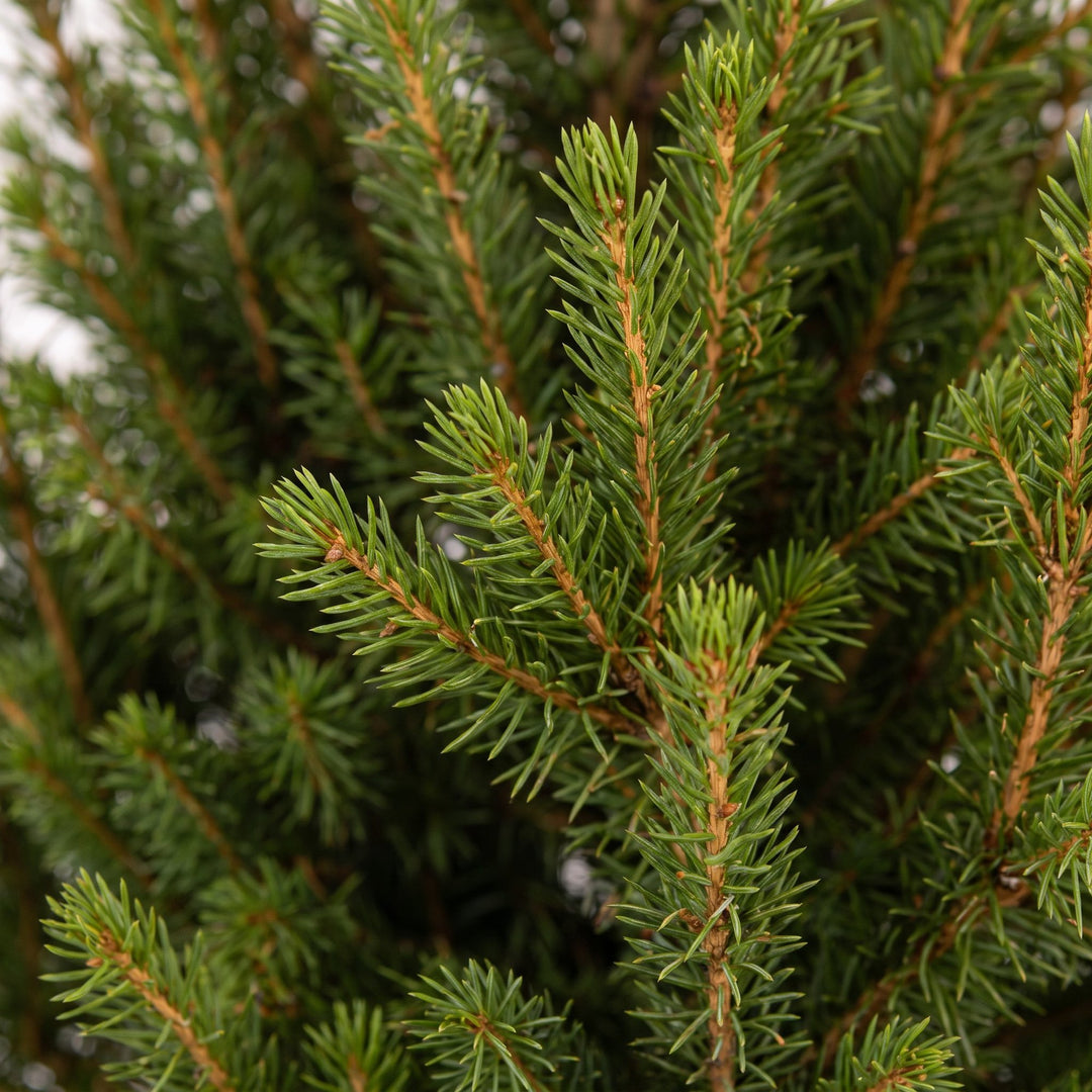 Picea glauca Conica Dwarf Alberta Spruce Christmas trees, 65cm tall in Ø17cm pot, image 4