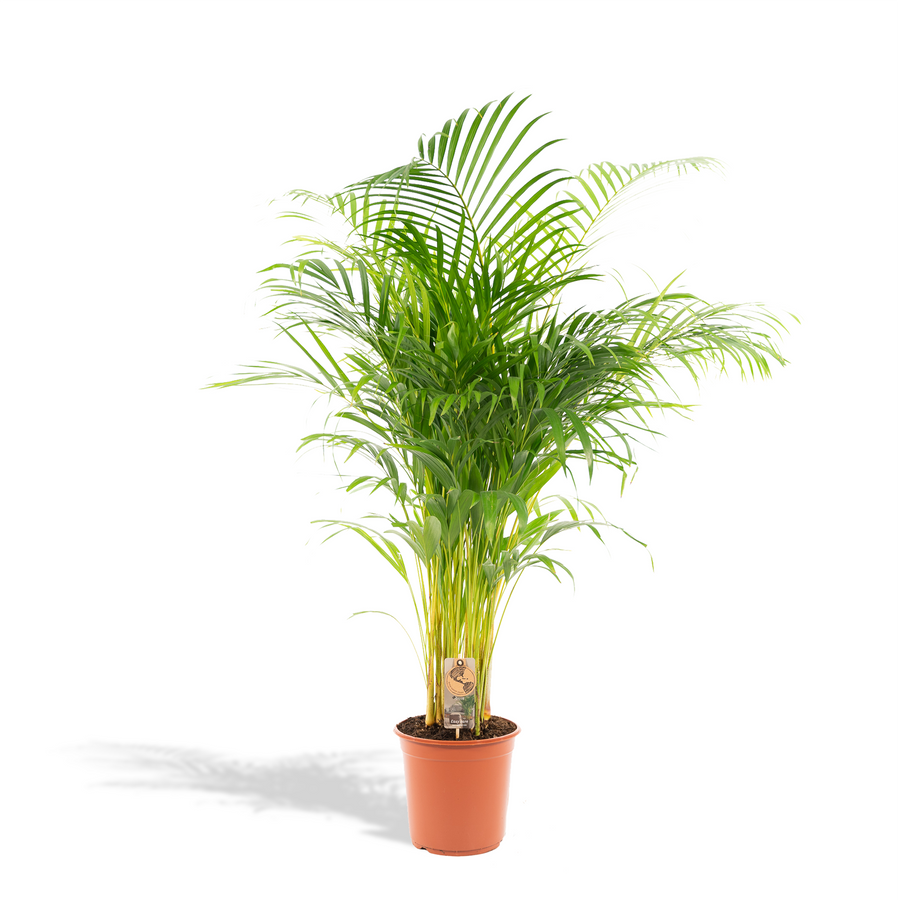 Areca palm plant 130cm tall with lush green fronds, air-purifying indoor houseplant by Everspring