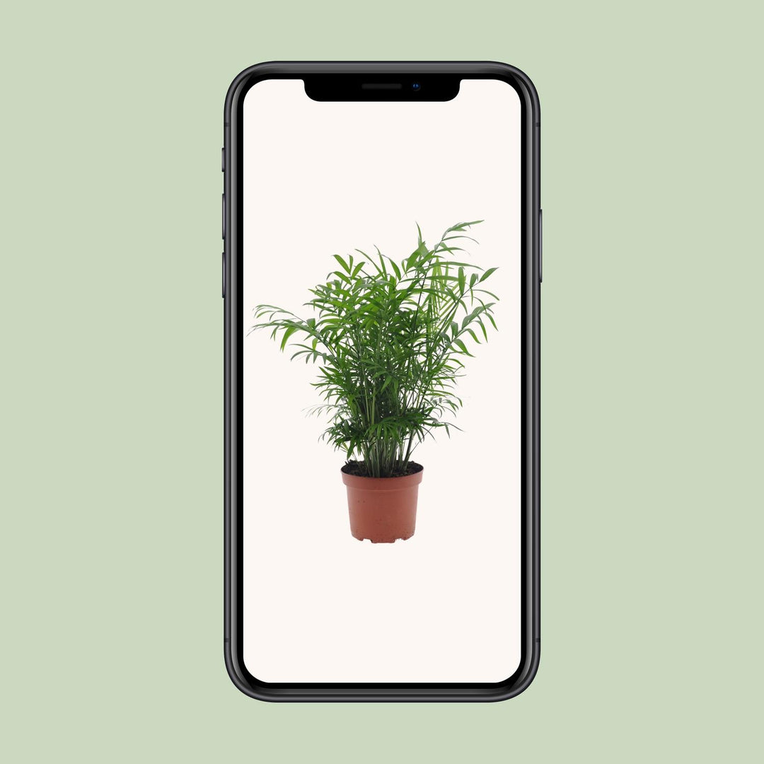 Chamaedorea Elegans Parlor Palm - Low Light Indoor Plant 17cm