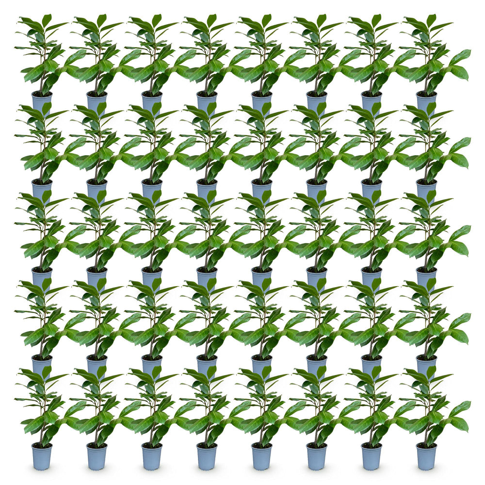 40 Prunus laurocerasus 'Rotundifolia' cherry laurel plants in 9cm pots, 25-35cm tall - view 2
