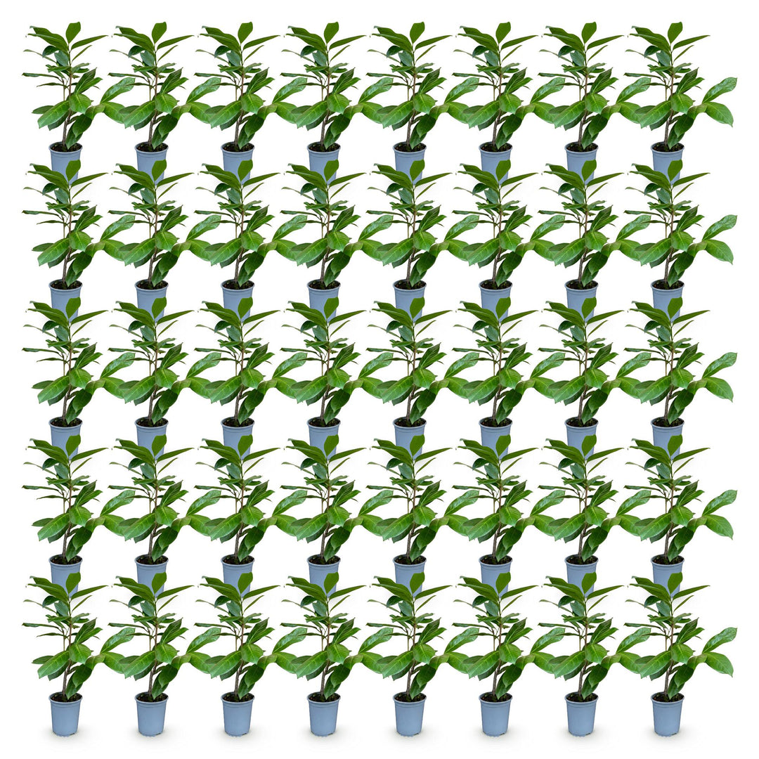 40 Prunus laurocerasus 'Rotundifolia' cherry laurel plants in 9cm pots, 25-35cm tall - view 2