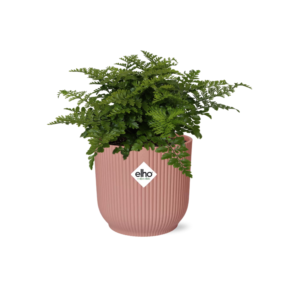 Asplenium Parvati crested fern with frilly green fronds in a pink ribbed ELHO Vibes pot