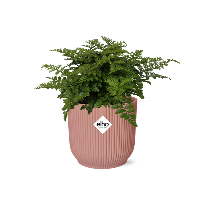 Asplenium Parvati crested fern with frilly green fronds in a pink ribbed ELHO Vibes pot