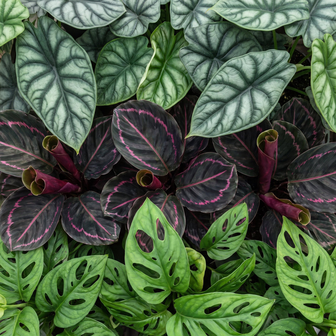 Baby Jungle Mix, pack of 3 tropical houseplants in growing pots, image 4