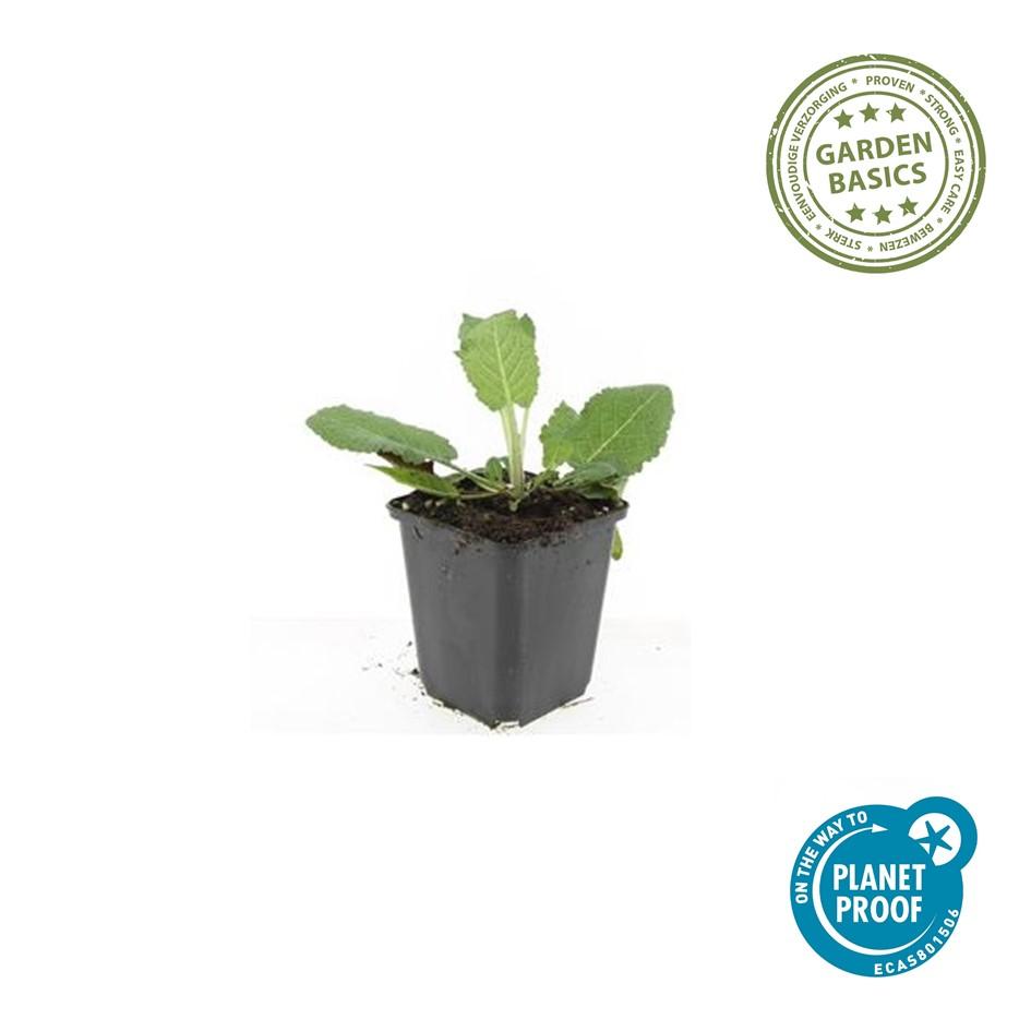 40x Salvia Mainacht - Deep Violet-Blue Perennial - 10-25cm - Ø9cm