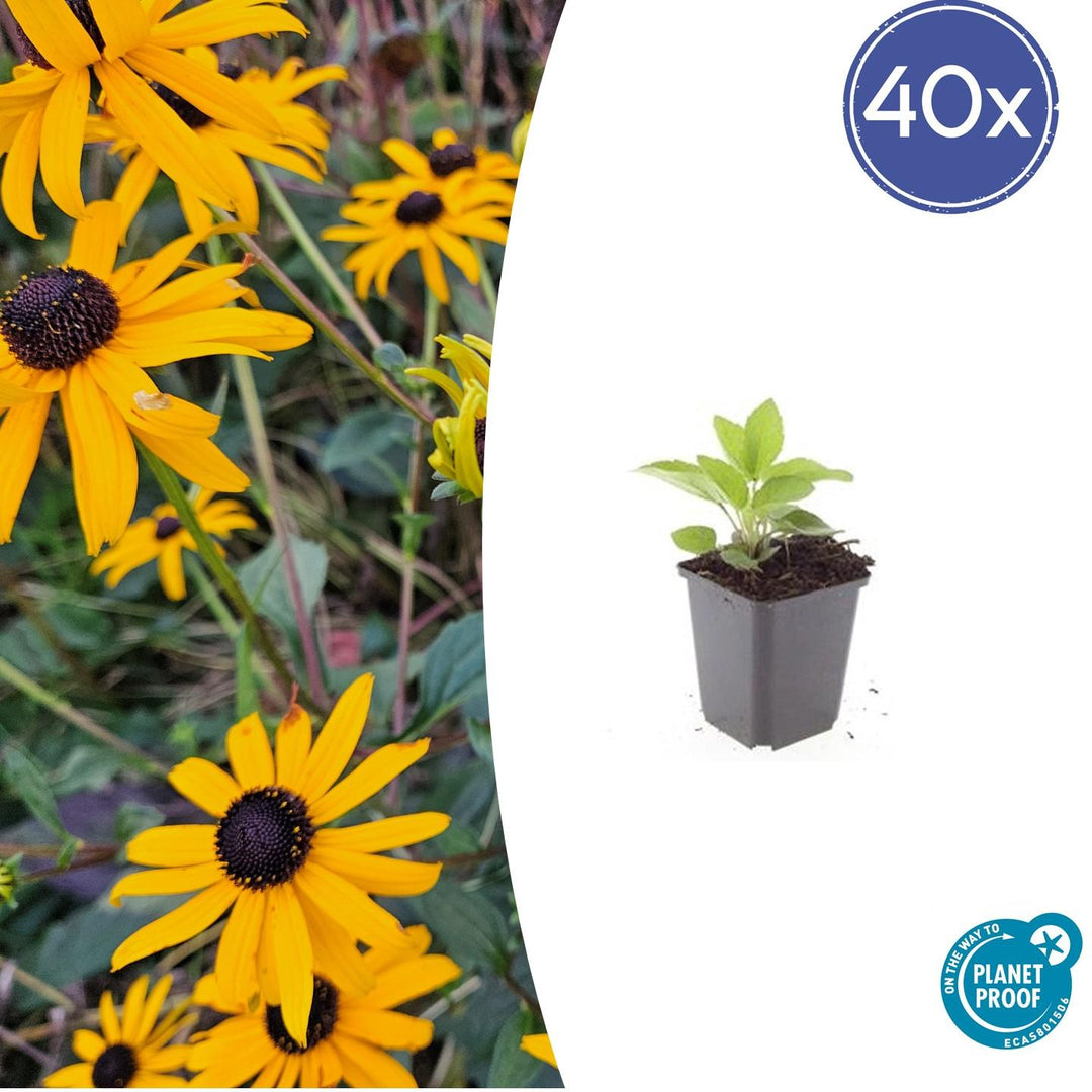 40x Rudbeckia Goldsturm Black-Eyed Susan - Golden Yellow Perennial