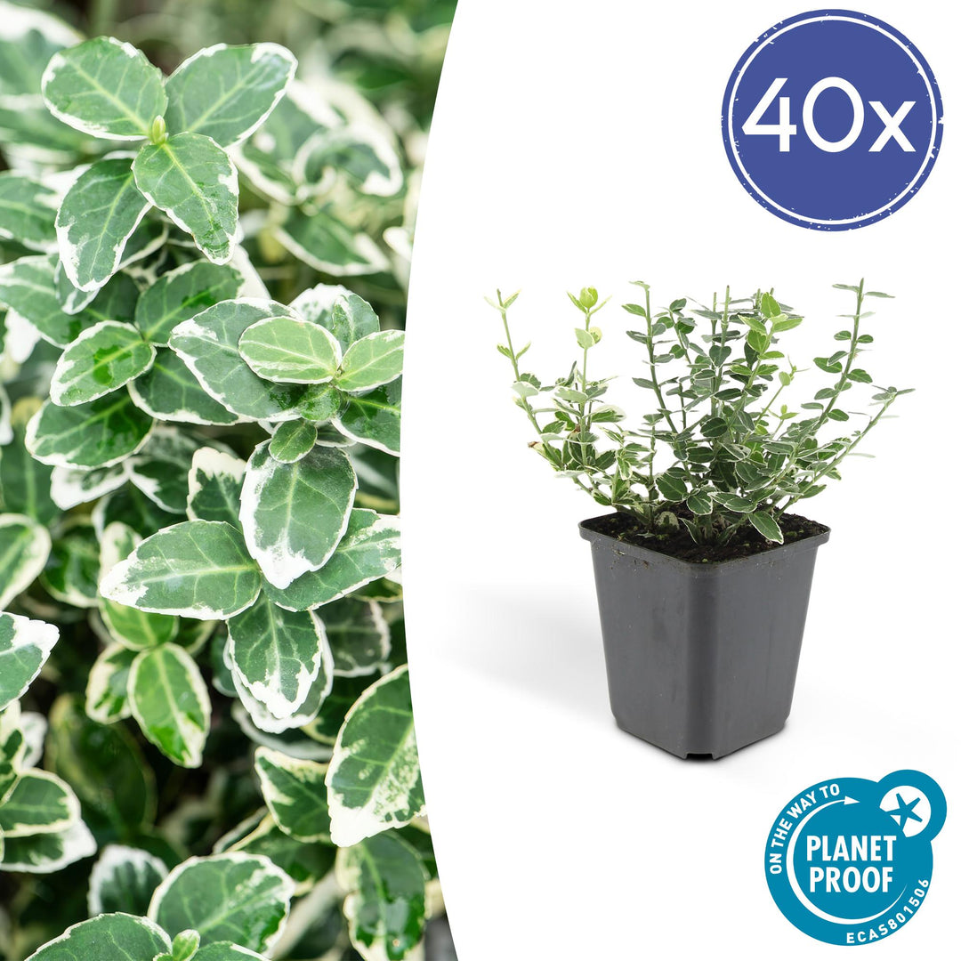 40x Euonymus Emerald Gaiety - Variegated Evergreen - 10-25cm