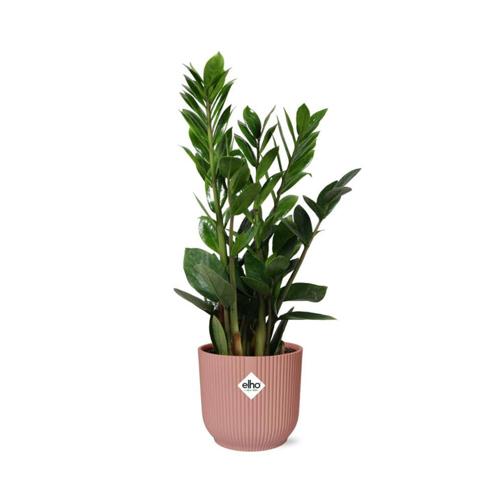 ZZ Plant (Zamioculcas zamiifolia) in a pink ELHO Vibes pot, view 2