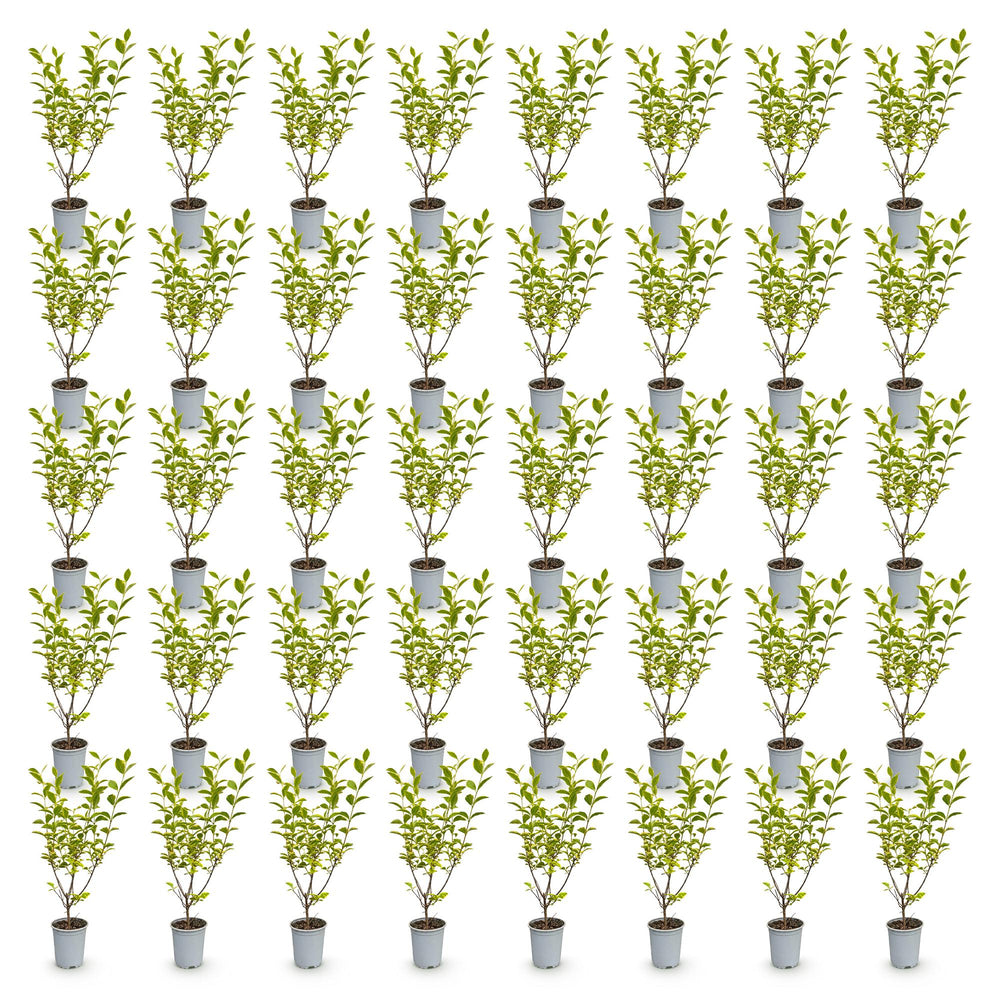 40 Ligustrum ovalifolium 'Aureum' golden privet plants in 9cm pots, 35-45cm tall - view 2