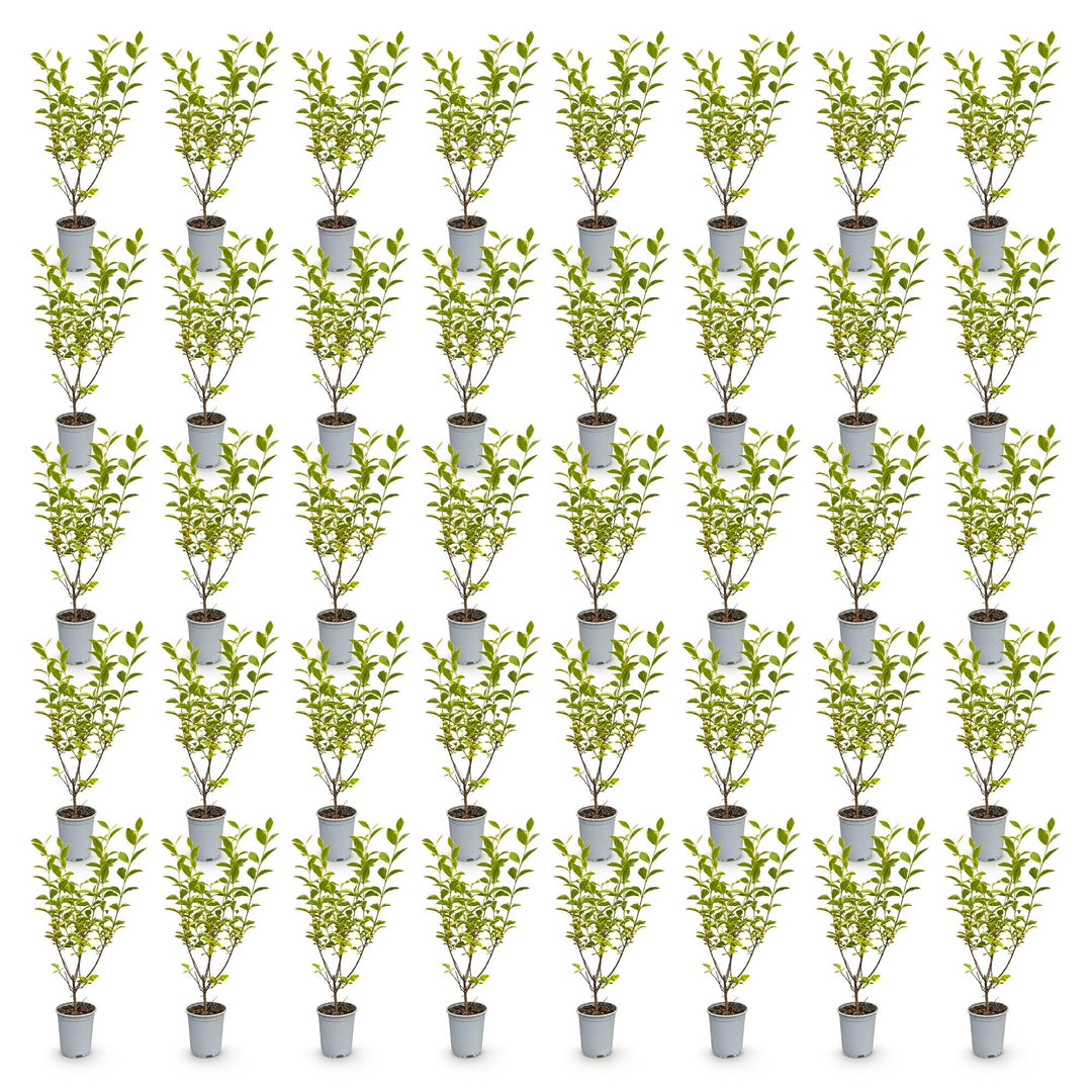 40 Ligustrum ovalifolium 'Aureum' golden privet plants in 9cm pots, 35-45cm tall - view 2