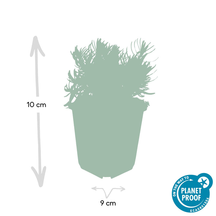 40x English Lavender Hidcote - Compact Purple Perennial - 9cm Pot