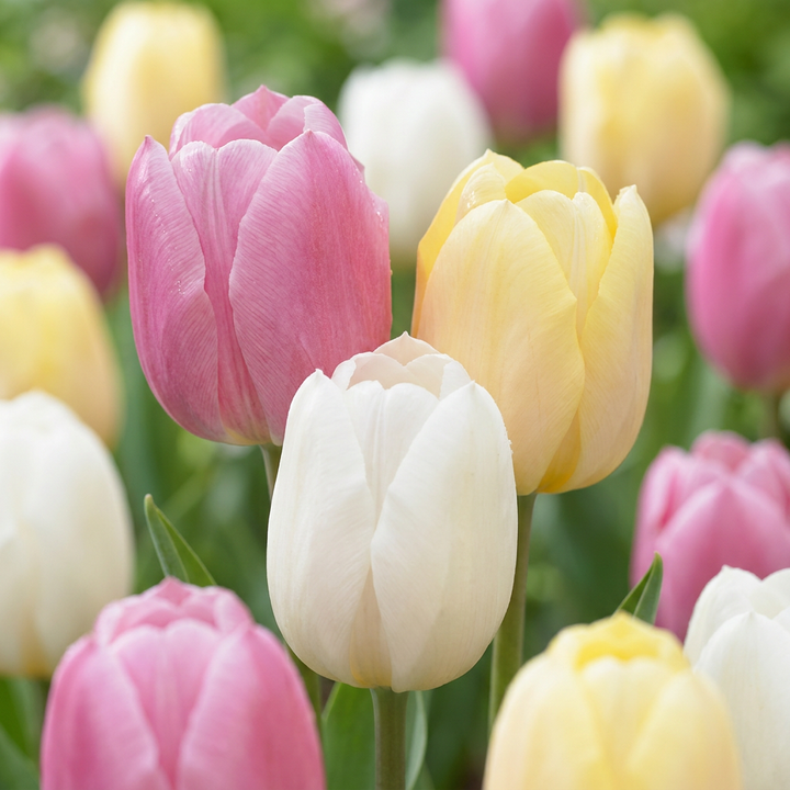 96x Tulipa Sorbet mix - Tulipe Sorbet mix - Divers - Floraison printanière - Calibre 11/12