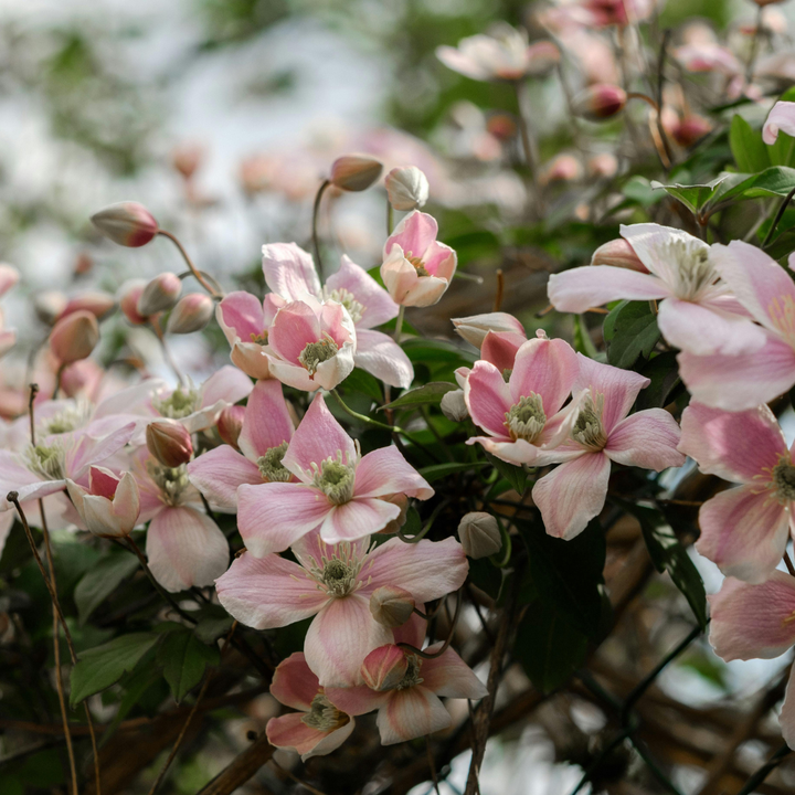 Clematis 'Hagley Hybrid', view 3