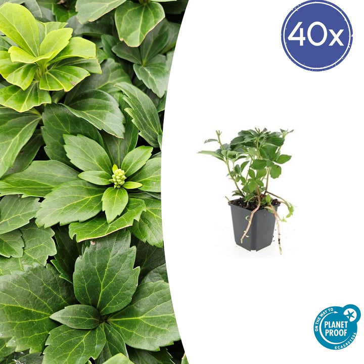 40x Pachysandra terminalis - Evergreen Ground Cover - 10-25cm