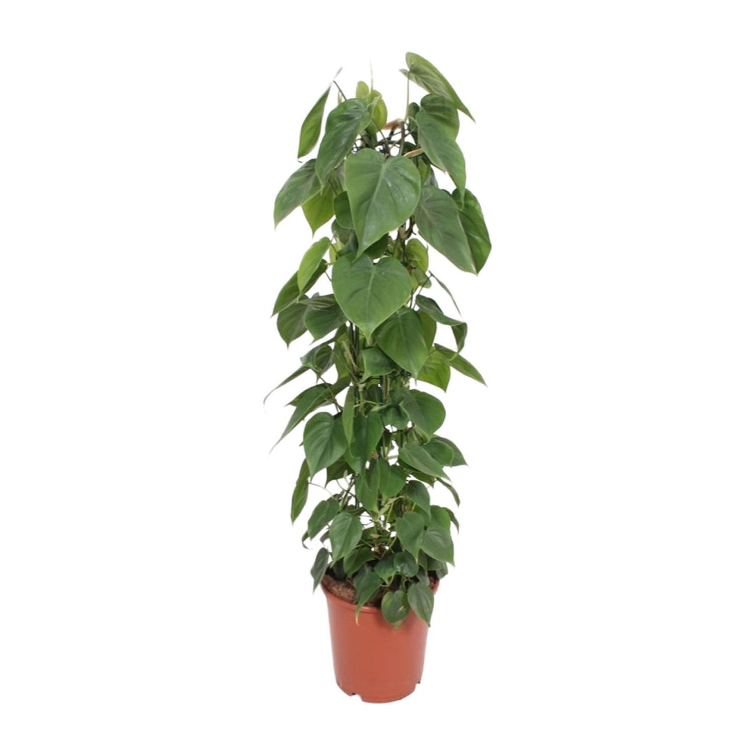Heartleaf Philodendron trailing indoor plant with lush green foliage, 120cm long, by Everspring, ideal air purifier.