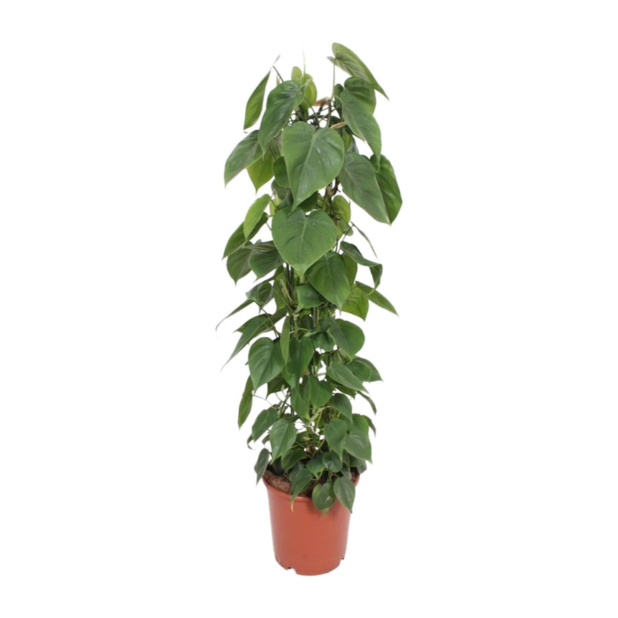 Heartleaf Philodendron trailing indoor plant with lush green foliage, 120cm long, by Everspring, ideal air purifier.