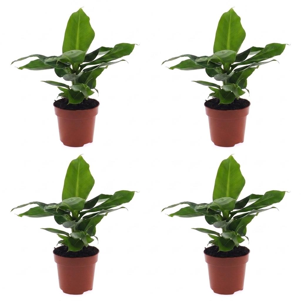 Musa Oriental Dwarf - Oriental Dwarf Banana - 4 Plants - Pot 12cm - Hoogte - 30cm